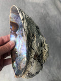 Abalone Shell / Paua Shell - Large | Crystal Karma by Trina