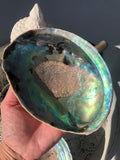 Abalone Shell / Paua Shell - Large | Crystal Karma by Trina