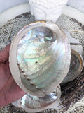 Abalone Shell / Paua Shell - Small   | Crystal Karma by Trina