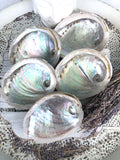 Abalone Shell / Paua Shell - Small   | Crystal Karma by Trina