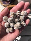 Desert Rose Selenite Clusters | Crystal Karma by Trina 