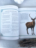 The Spirit Animal Directory | Crystal Karma by Trina